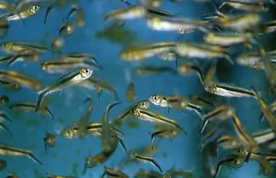 Blackline penguinfish (Thayeria boehlkei)