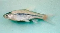 Blackline rasbora (Rasbora borapetensis)