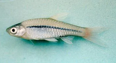 Blackline rasbora (Rasbora borapetensis)