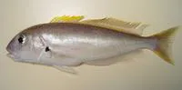Blackline tilefish (Caulolatilus cyanops)