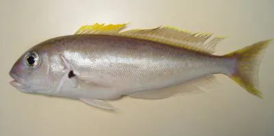Blackline tilefish (Caulolatilus cyanops)