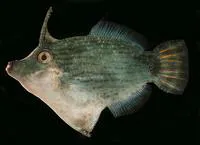 Blacklined filefish (Pervagor nigrolineatus)
