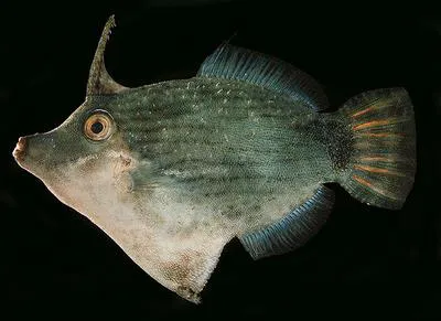 Blacklined filefish (Pervagor nigrolineatus)