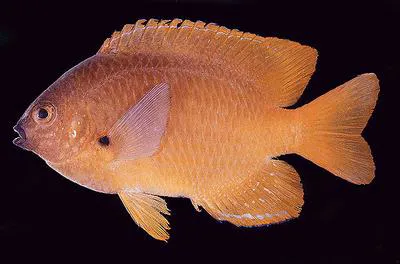 Blacklip damsel (Pomacentrus pikei)