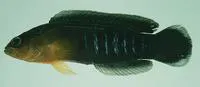 Blackmargin dottyback (Pseudochromis tapeinosoma)