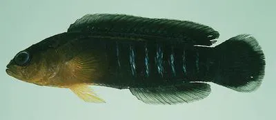 Blackmargin dottyback (Pseudochromis tapeinosoma)