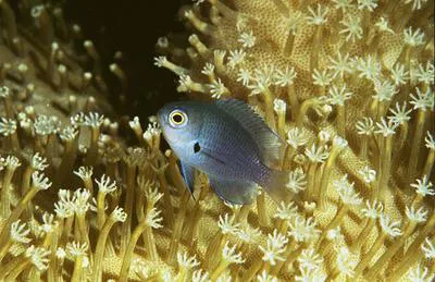 Blackmargined damsel (Pomacentrus nigromarginatus)