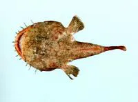 Blackmouth angler (Lophiomus setigerus)