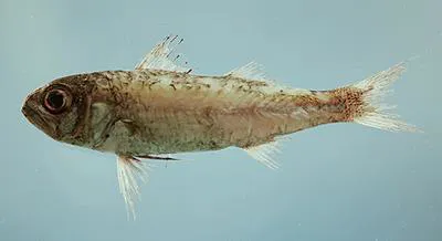 Blackmouth bass (Synagrops bellus)