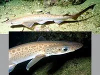 Blackmouth catshark (Galeus melastomus)
