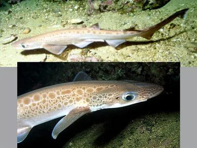 Blackmouth catshark (Galeus melastomus)