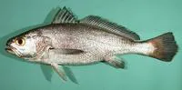 Blackmouth croaker (Atrobucca nibe)