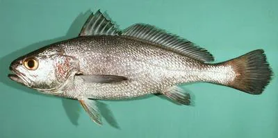 Blackmouth croaker (Atrobucca nibe)