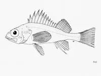 Blackmouth rockfish (Sebastes sinensis)
