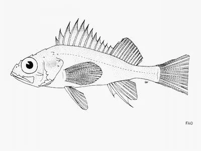 Blackmouth rockfish (Sebastes sinensis)
