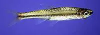 Blackmouth shiner (Notropis melanostomus)