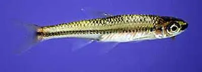 Blackmouth shiner (Notropis melanostomus)