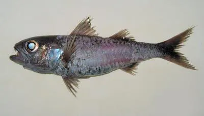 Blackmouth splitfin (Synagrops japonicus)