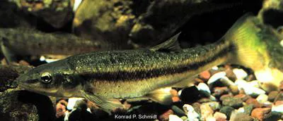 Blacknose dace (Rhinichthys atratulus)