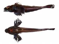 Blacknose sculpin (Icelus canaliculatus)