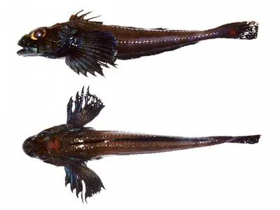 Blacknose sculpin (Icelus canaliculatus)