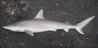 Blacknose shark (Carcharhinus acronotus)