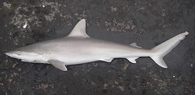Blacknose shark (Carcharhinus acronotus)