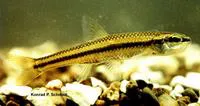 Blacknose shiner (Notropis heterolepis)