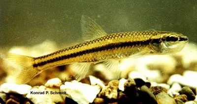 Blacknose shiner (Notropis heterolepis)