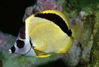 Blacknosed butterflyfish (Johnrandallia nigrirostris)