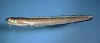 Blackrim cusk-eel (Lepophidium profundorum)