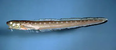 Blackrim cusk-eel (Lepophidium profundorum)
