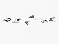 Blackring waryfish (Scopelosaurus meadi)