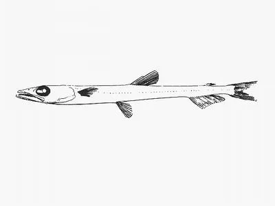 Blackring waryfish (Scopelosaurus meadi)