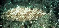Blacksaddle grouper (Epinephelus howlandi)