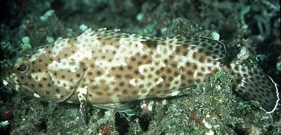 Blacksaddle grouper (Epinephelus howlandi)