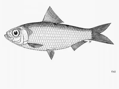 Blacksaddle herring (Herklotsichthys dispilonotus)