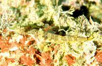 Blacksaddle triplefin (Enneapterygius vexillarius)