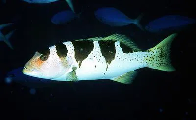 Blacksaddled coralgrouper (Plectropomus laevis)