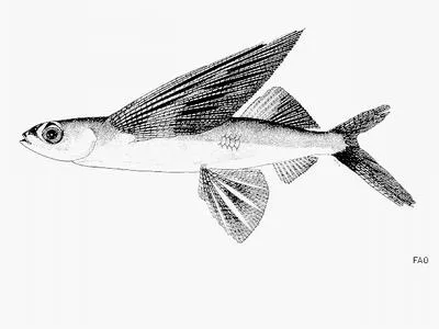 Blacksail flyingfish (Cheilopogon nigricans)