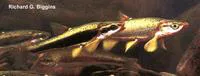 Blackside dace (Chrosomus cumberlandensis)