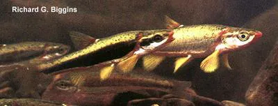 Blackside dace (Chrosomus cumberlandensis)