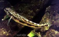 Blackside darter (Percina maculata)