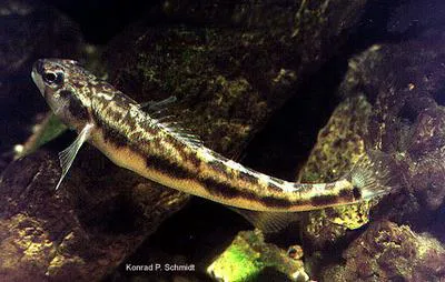 Blackside darter (Percina maculata)