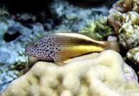 Blackside hawkfish (Paracirrhites forsteri)