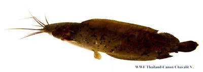 Blackskin catfish (Clarias meladerma)