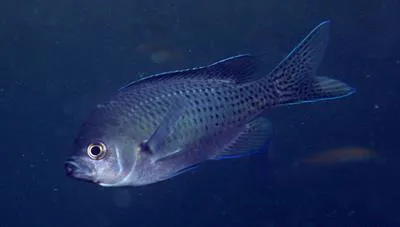 Blacksmith (Chromis punctipinnis)