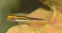 Blackspine pygmygoby (Eviota nigrispina)