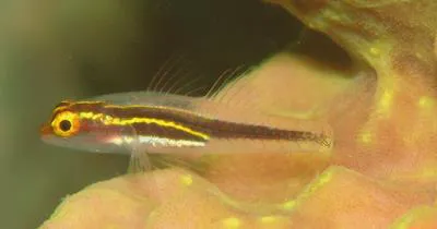 Blackspine pygmygoby (Eviota nigrispina)