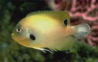 Blackspot angelfish (Centropyge nigriocella)